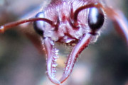Bull Ant (Myrmecia forficata) (Myrmecia forficata)